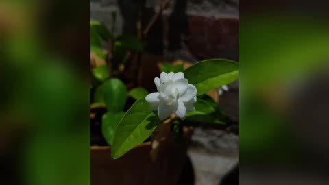 Flower's in my garden