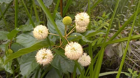 Sugar Shack Buttonbush