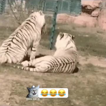 No time for love Follow for best animal memes 🤓☝️ #animals #nature #animal