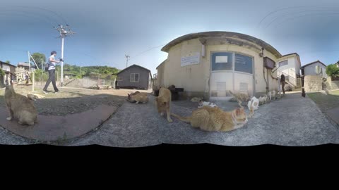 Cat Land 360 video