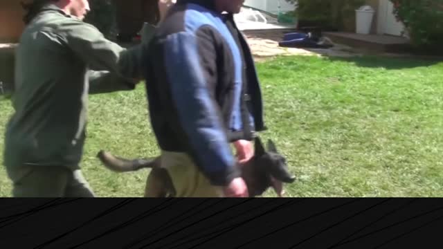 How to defend against a dog. Self defense against dog attack