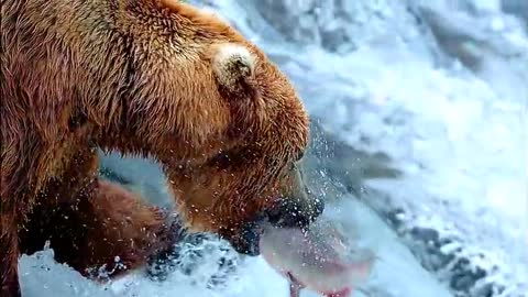 bear eat fish