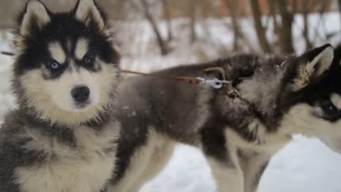 Winter landscape with pair of siberian husky malamute dogs posing outside in the woods