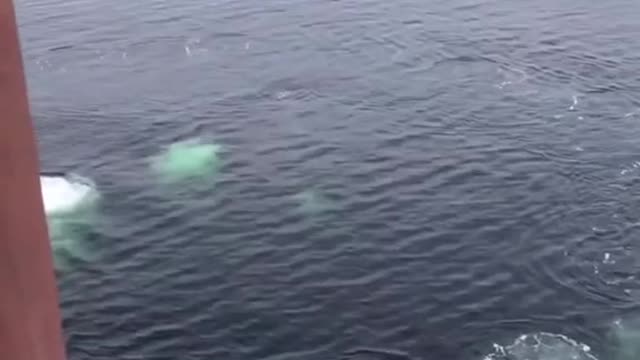 Whale feeding