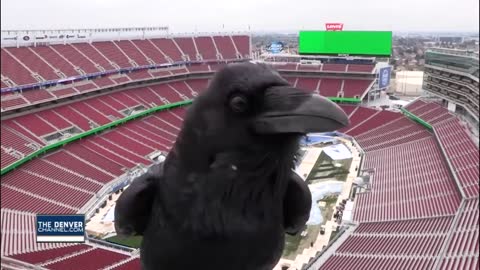 Bird Photobombs Meteorologist