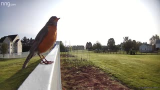 Robin just chilling on the fence