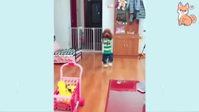 🤣Best cats and dogs funny videos (try not to laugh)🤣😅😂