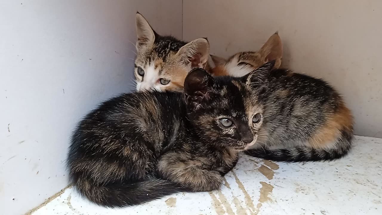 kittens