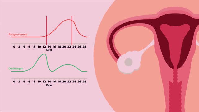 What Is The Menstrual Cycle? | Physiology | Biology | FuseSchool