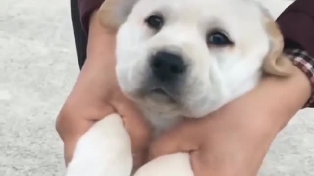 Owner dance with a beautiful puppy