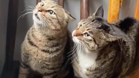 The cat boss retaliated, and finally met with an internal fight.