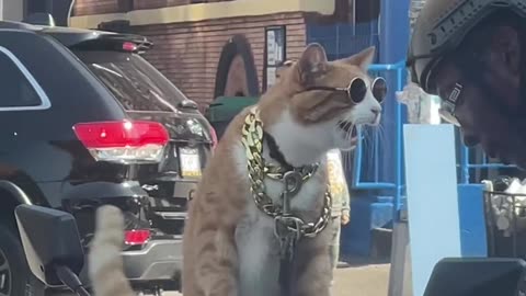 He is actually the owner of that human