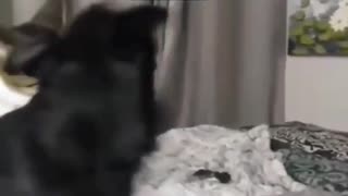 Cat Reunites With His Buddy After 8 Days Apart