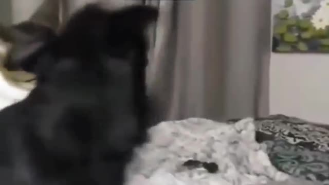 Cat Reunites With His Buddy After 8 Days Apart