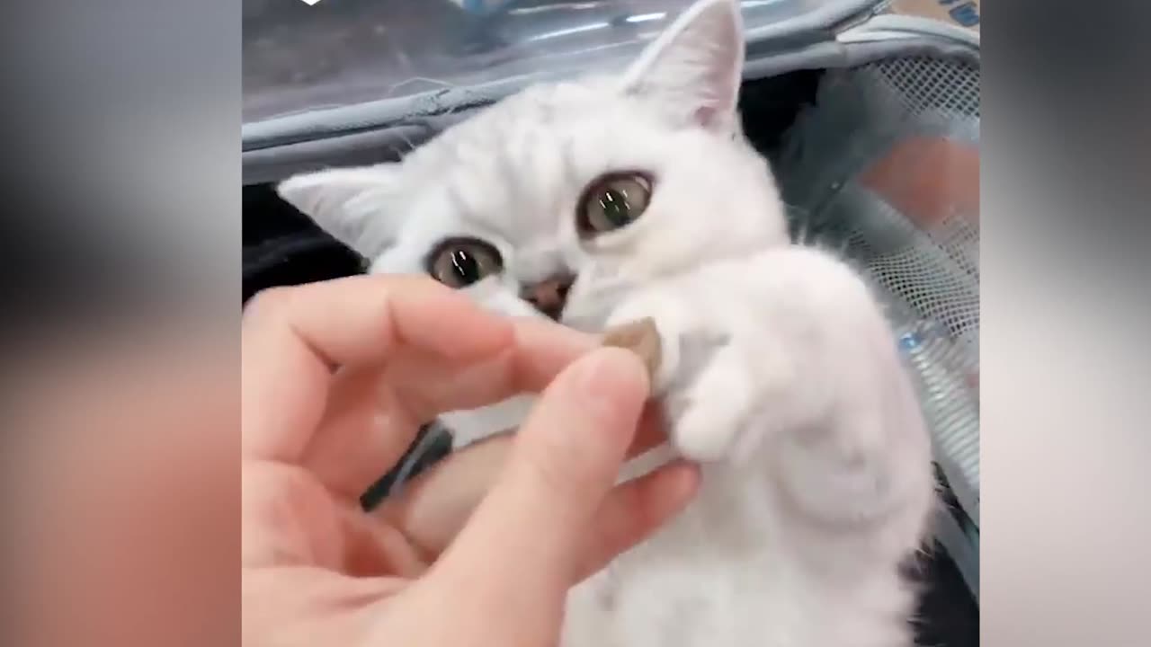 Laugh-Out-Loud Cat Clips 😸🤣 | Cutest Kitty Moments 🐱💖 | Funny Cat Videos | Cute Cat Videos