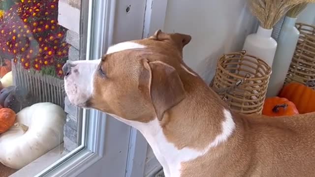 Who let the dogs out