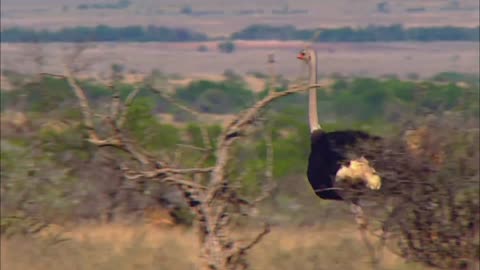 Animals on Land. Check out an Ostrich! Made for Kids!