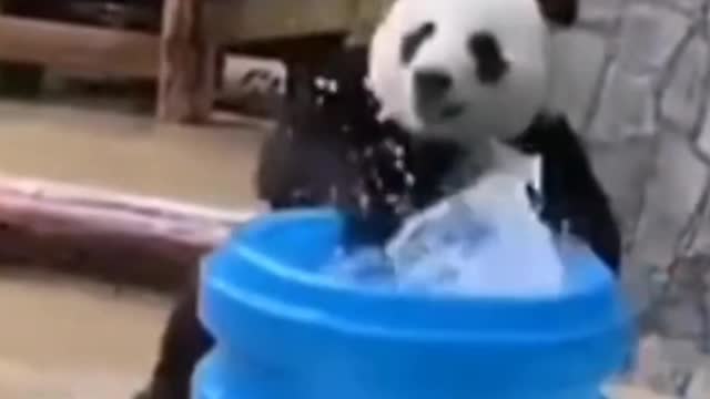 I'm an adult panda. I can carry water by myself