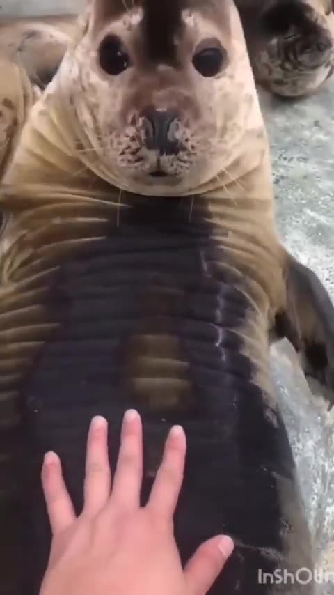 Cat vs dog 🐶 dogs barking traning animals and animals