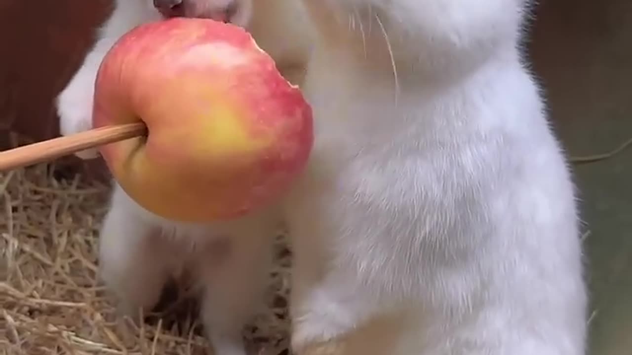 Dog and bunny chew apples together