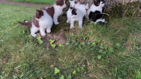 Mini cat coll her mother