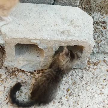 funny cat||weird cats||funny kittens||