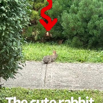 The Cute Rabbit