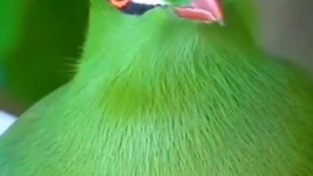 What a beautiful green bird. Where can I see it? ,