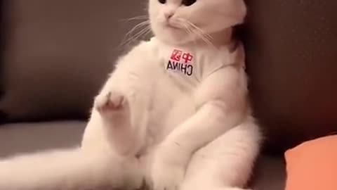 FUNNY ANIMALS VIDEOS