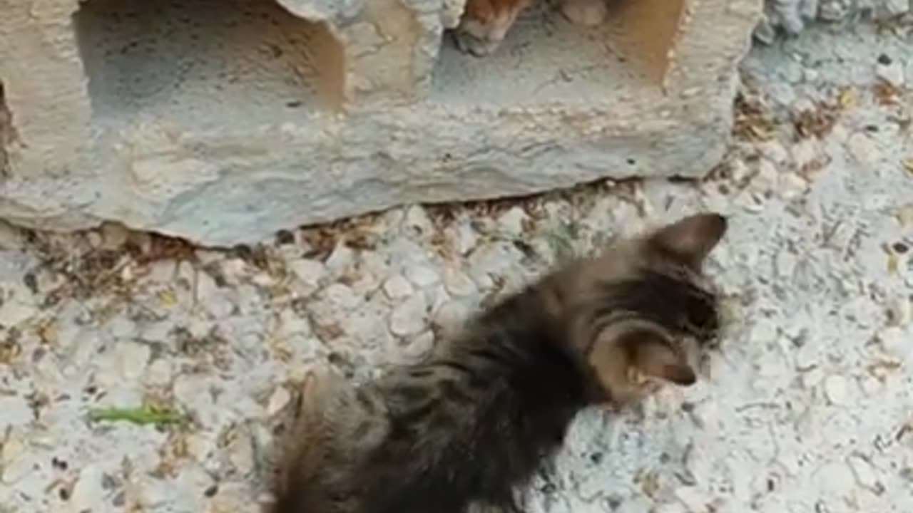 Cartoon video |Cartoon Animals Videos|Comedy Videos