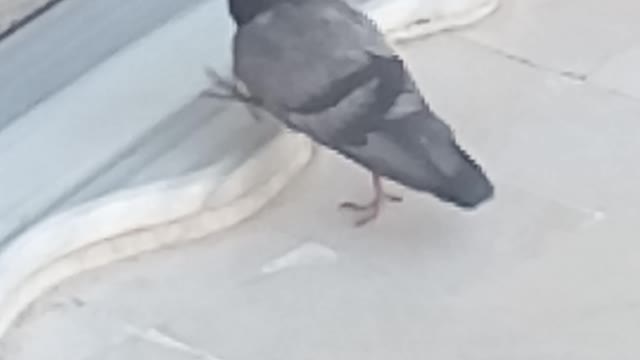 A charming oriental pigeon entered a house