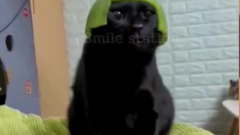 Funny cats video 2024