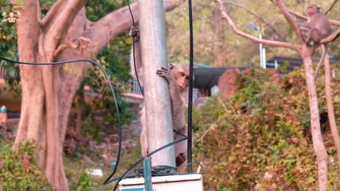 Funny animal video