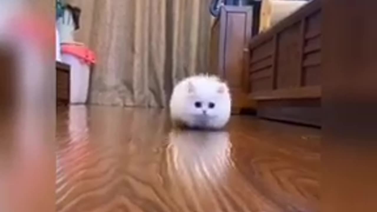 Baby Cats - Cute and Funny Cat Videos Compilation 🐱