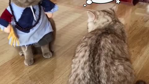 #cat #pet #petsfunny #catsoftiktok