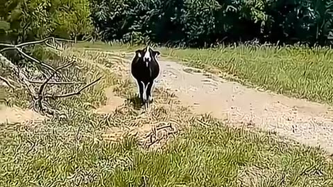 Funny dogs and cat