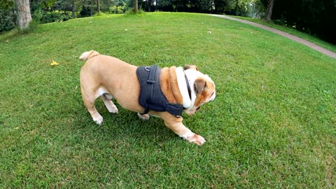 Bull Dog Rolling on Grass