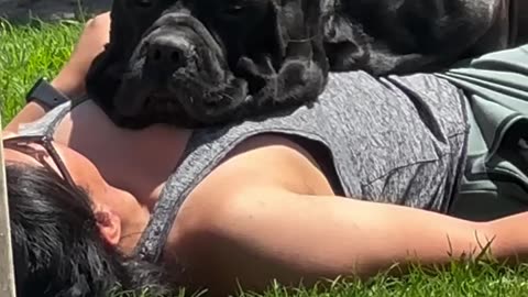 Sometimes laying in the sun with your dog is all you need #canecorsopuppy #canecorsolovers