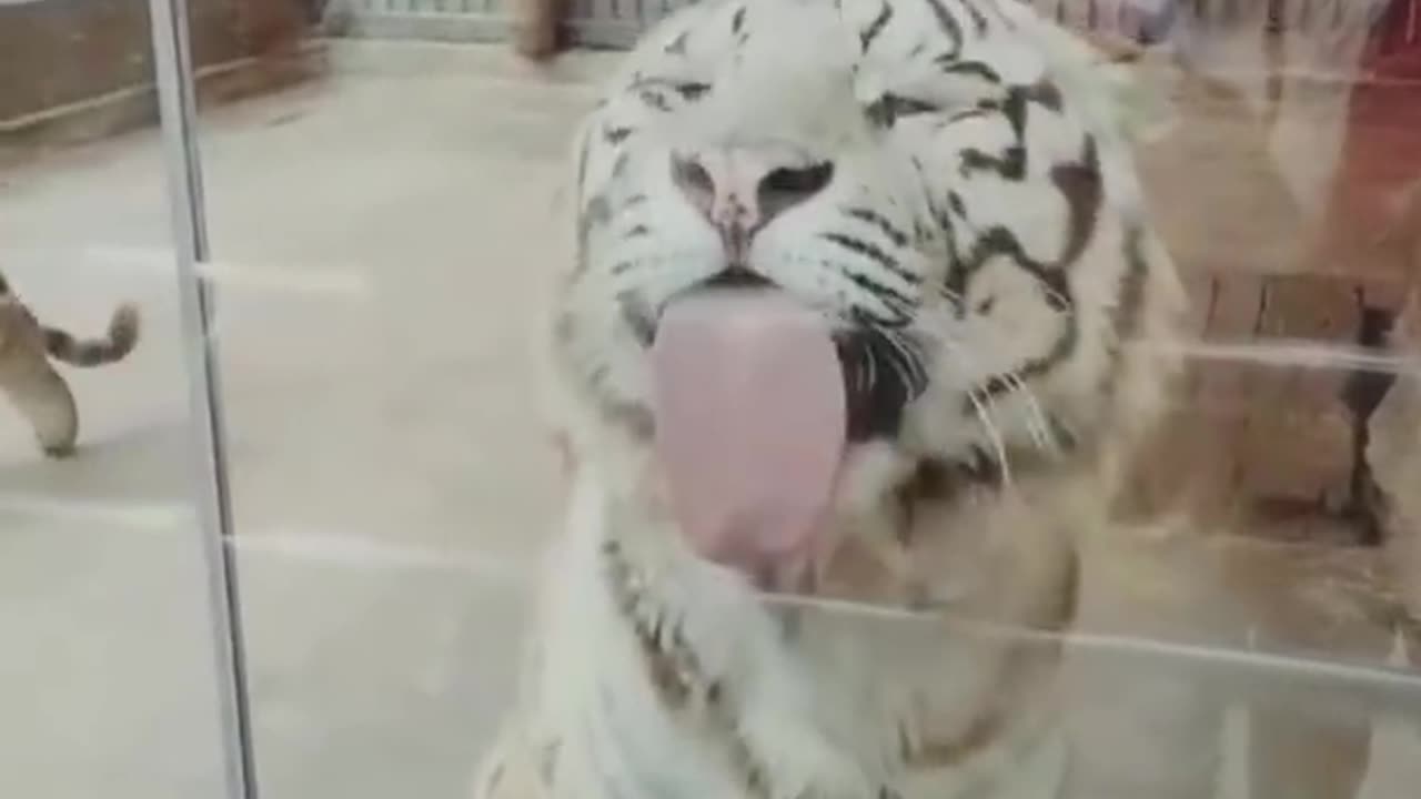 Best Funny Animal Videos of the year 2023 funniest animals ever