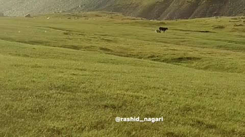 Daiter valley Bar District Nagar Gilgit Baltistan natural beauty