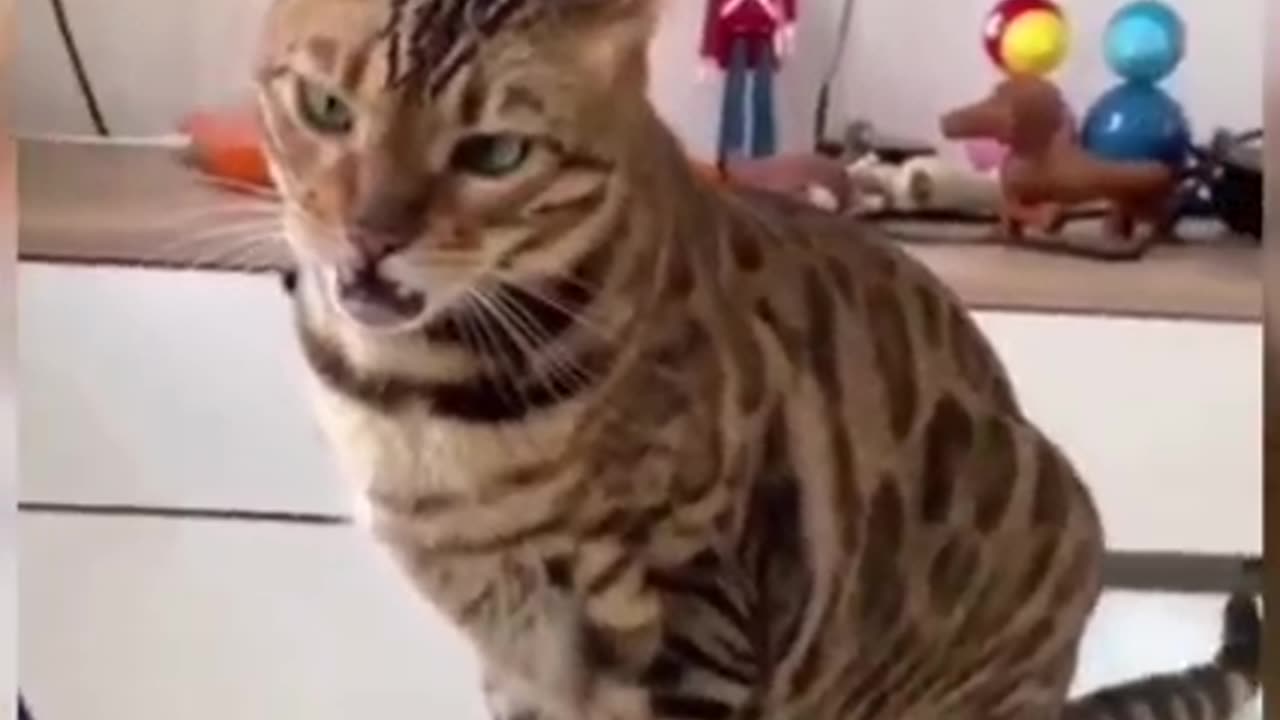 Funniest cat video