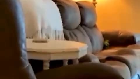 Funny animals video