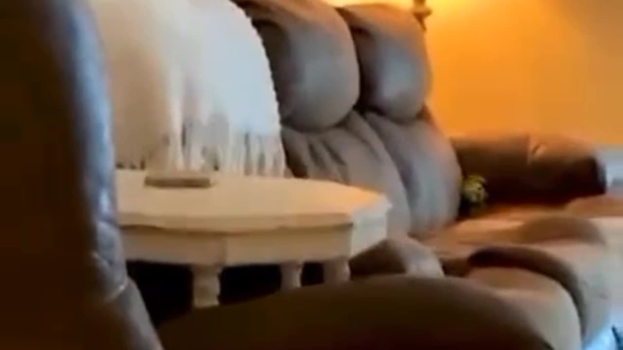Funny animals video
