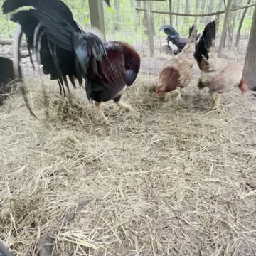 Yellow leg hatch trio