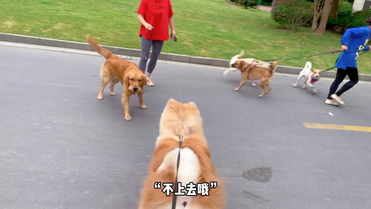 This is the dog helps others!