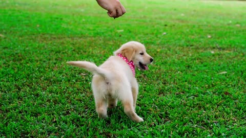 Golden retriever puppy is playing in the garden