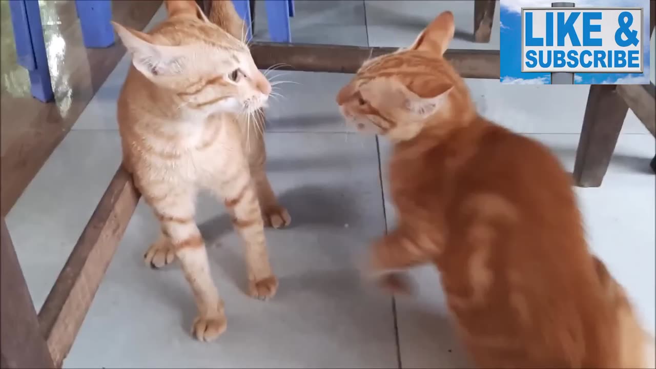 Cats Fighting and Meowing - These Two are Bloody Brothers _ Viral Cat