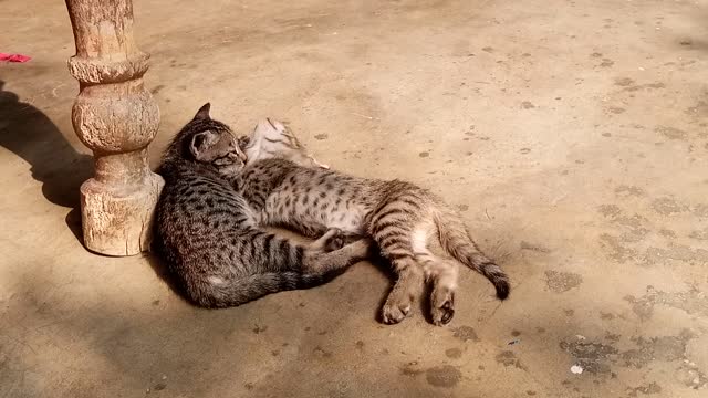 Two Cat Babies Playing with each other best moments