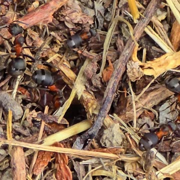 Anthill next to a fence / beautiful insects in nature.
