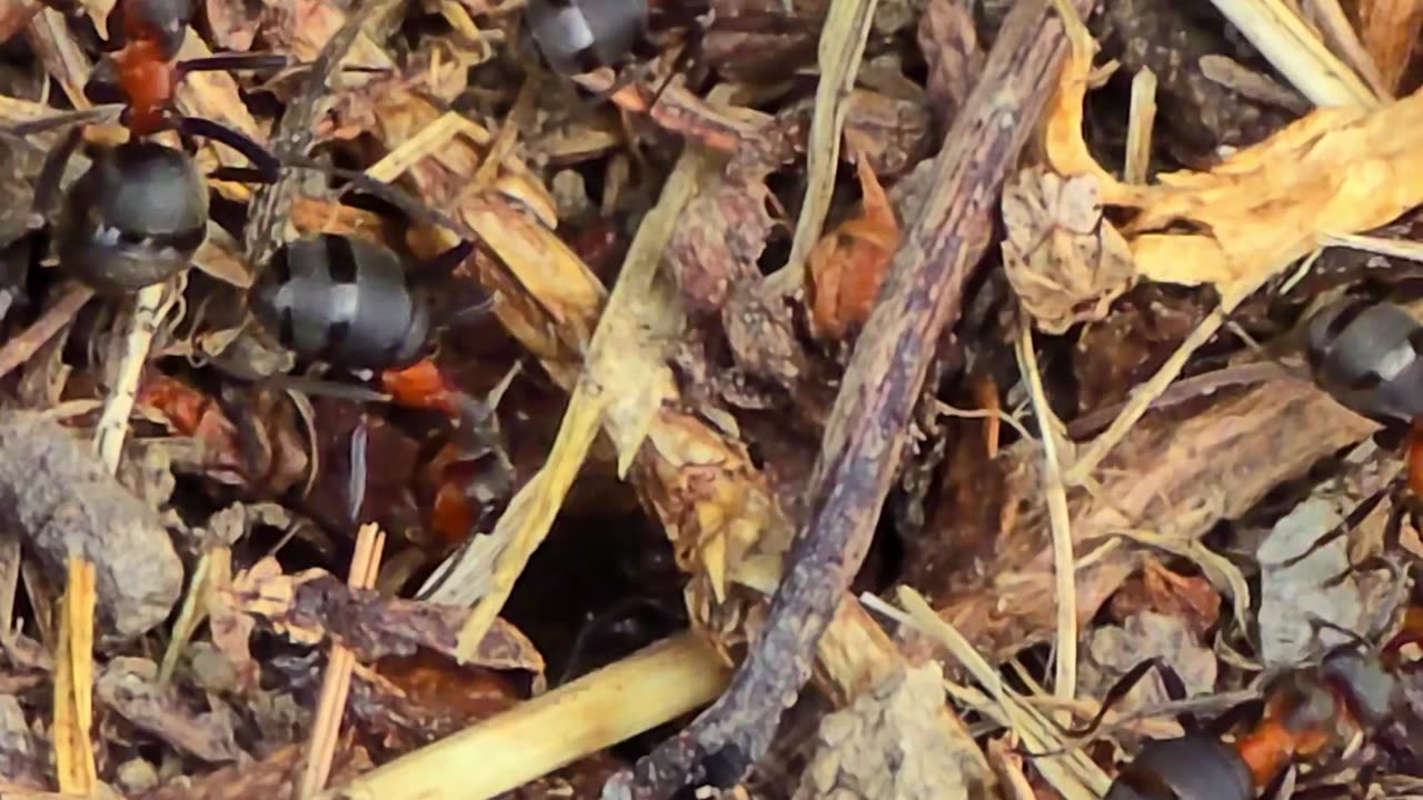 Anthill next to a fence / beautiful insects in nature.
